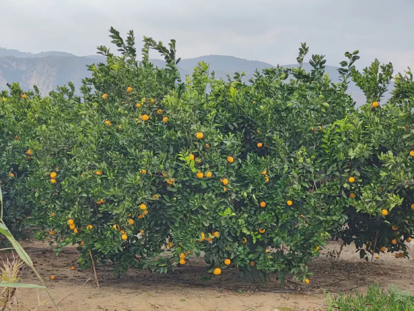 2025 12 11 Tavernes De La Valldigna 1