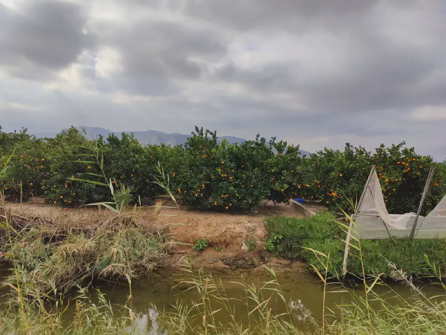 2025 12 11 Tavernes De La Valldigna