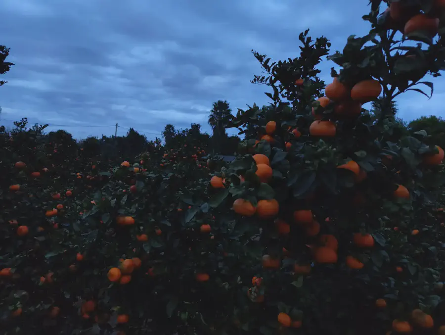 2025 12 12 Tavernes De La Valldigna 15