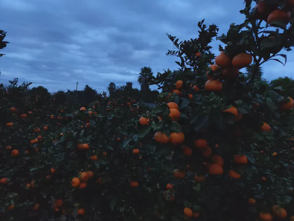 2025 12 12 Tavernes De La Valldigna 15