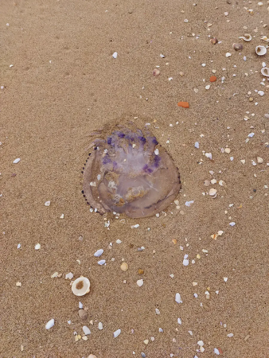 2025 12 12 Tavernes De La Valldigna 3