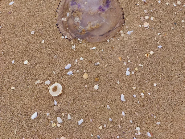 2025 12 12 Tavernes De La Valldigna 3