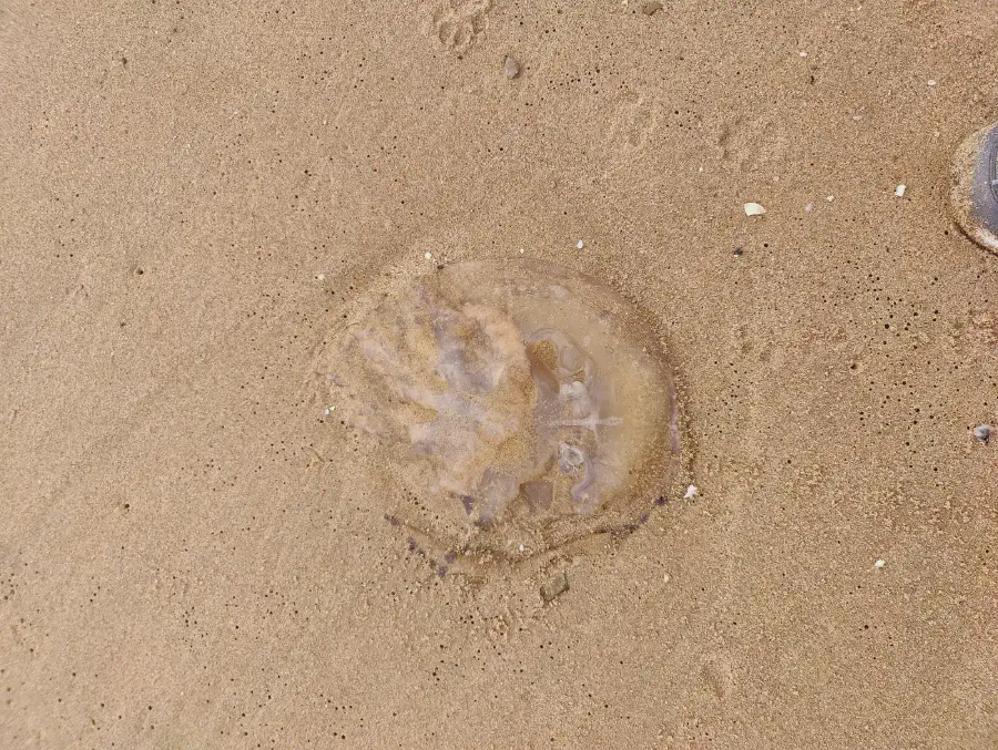 2025 12 12 Tavernes De La Valldigna 4