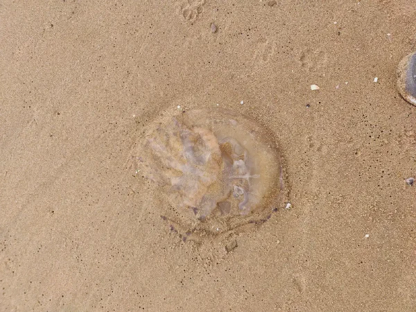 2025 12 12 Tavernes De La Valldigna 4