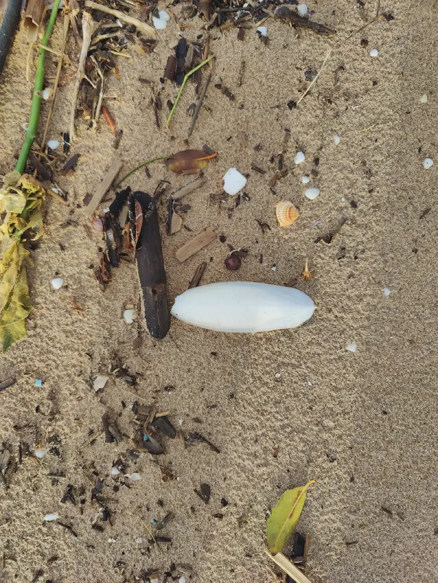 2025 12 15 Tavernes De La Valldigna 12