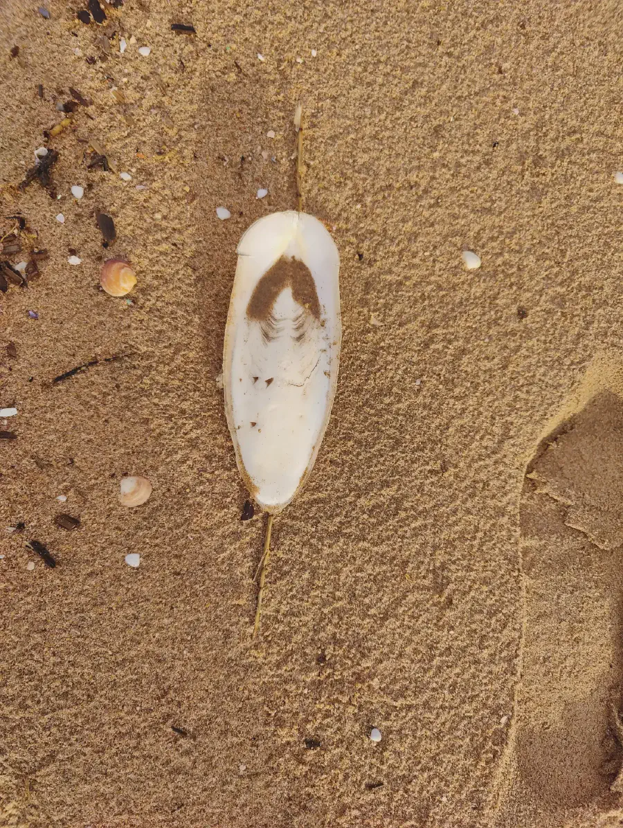 2025 12 15 Tavernes De La Valldigna 13