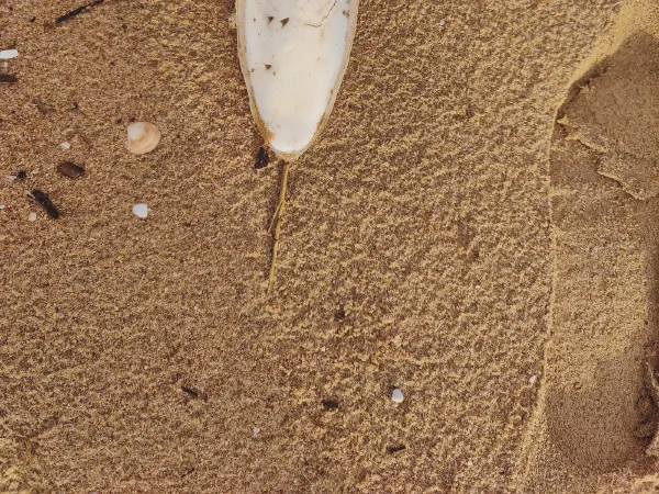 2025 12 15 Tavernes De La Valldigna 13