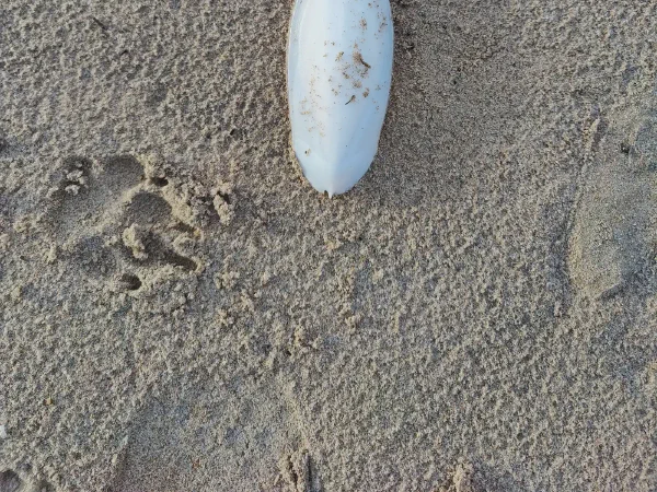 2025 12 15 Tavernes De La Valldigna 7