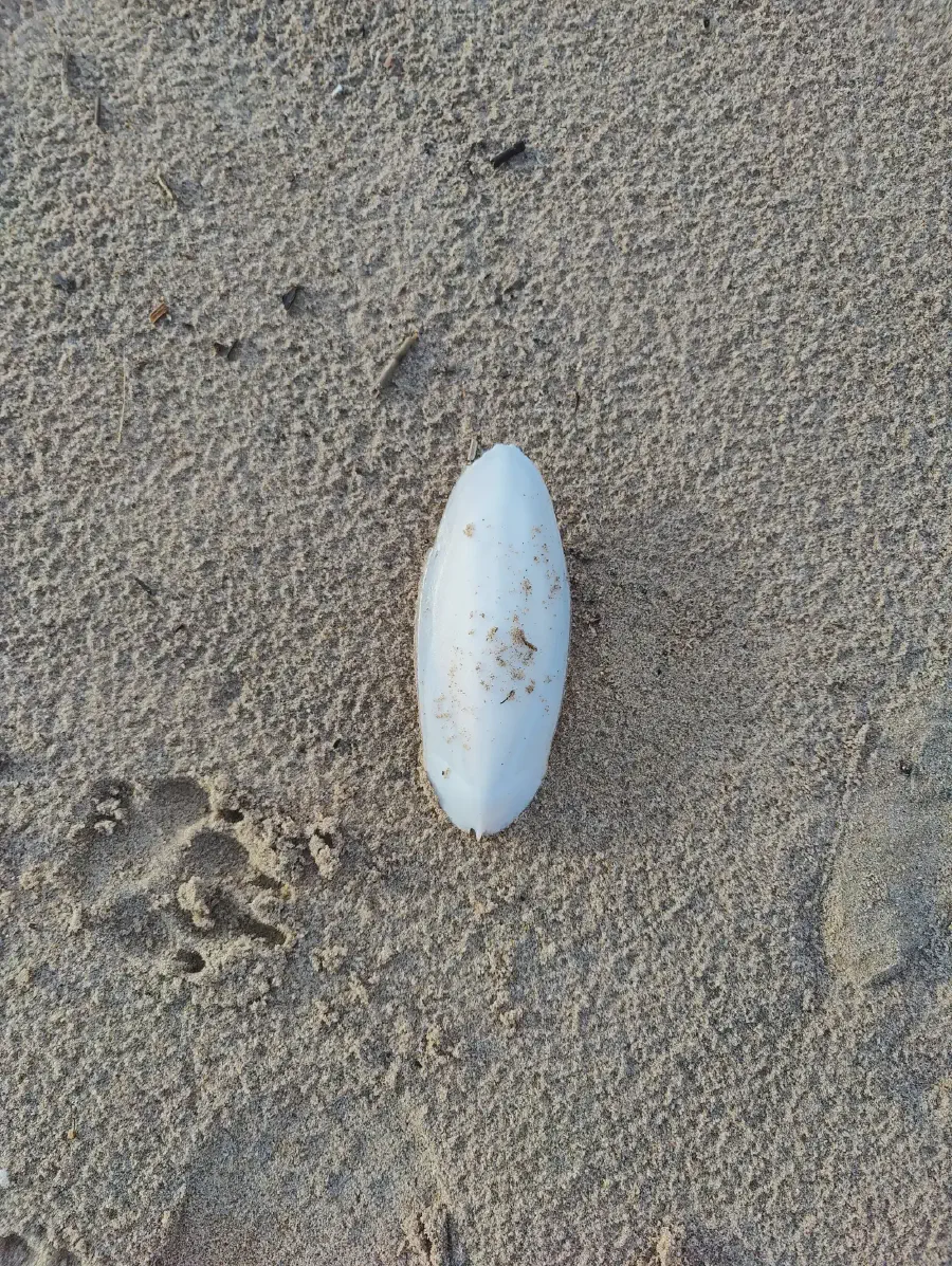 2025 12 15 Tavernes De La Valldigna 7