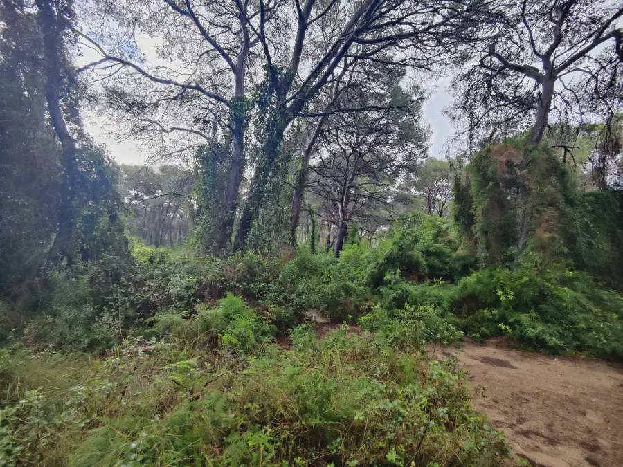 2025 12 17 Valencia 2