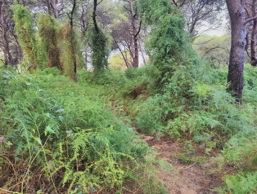 2025 12 17 Valencia 3